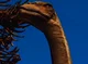 Camarasaurus