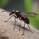 Drone ant