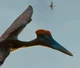 Pterodactylus