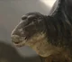 Maiasaura