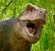 Tyrannosaurus rex