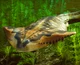 Diplocaulus
