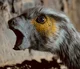 Heterodontosaurus
