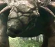 Edmontonia