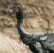 Struthiomimus