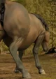 A Horse