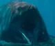 Mosasaurus