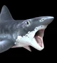 Helicoprion