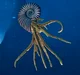 Parapuzosia
