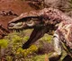 Postosuchus