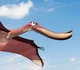 Pterodaustro