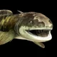Orthacanthus