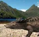 Desmatosuchus