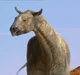 Paraceratherium