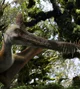 Guidraco