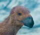 Atrociraptor