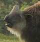 Elasmotherium