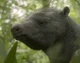 Eremotherium