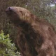 Megatherium