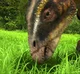 Rhabdodon