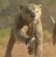 Thylacoleo