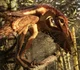 Sinornithosaurus