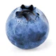 Pregnant Blueberry 