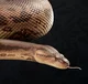 Titanoboa