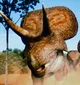 Zuniceratops
