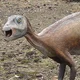 Atlascopcosaurus