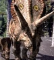 Torosaurus