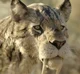 Smilodon fatalis