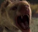 Hyaenodon