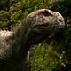 Aucasaurus
