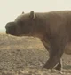 Diprotodon
