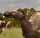 Edmontosaurus