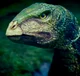 Qantassaurus