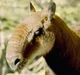 Macrauchenia