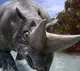 Arsinoitherium