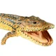 Acanthostega