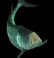 Gillicus