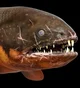 Rhizodus