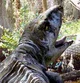 Proterogyrinus