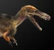 Suskityrannus