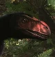 Dilong paradoxus