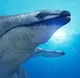 Basilosaurus