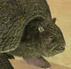 Panochthus