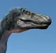 Moros intrepidus