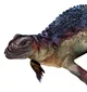 Placodus