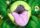 Piranha Plant -Alt-